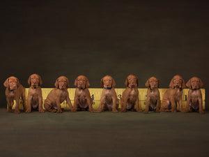 36 feet of vizsla Puppies  - Jason Allison Photography