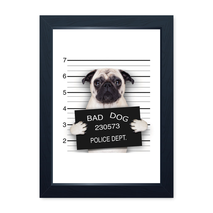 Bad Dog, Pug Mugshot, Framed Print