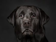 Load image into Gallery viewer, Labrador has human eyes - Jason Allison Photography
