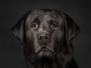 Labrador has human eyes - Jason Allison Photography